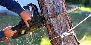 Best Tree Preservation Services  in Landis, NC