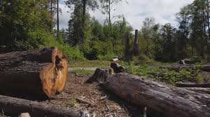 Best Storm Damage Tree Cleanup  in Landis, NC