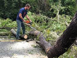 Best Storm Damage Tree Cleanup  in Landis, NC