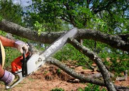 Best Tree Maintenance Programs  in Landis, NC