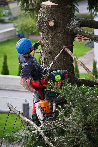 Trusted Landis, NC Tree Removal Experts