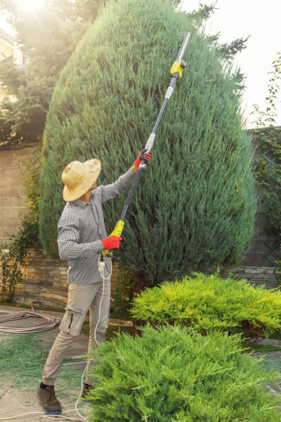 Best Tree Trimming and Pruning  in Landis, NC