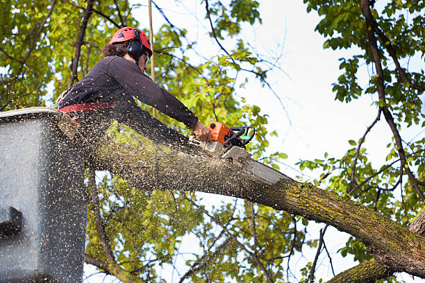 Best Tree and Shrub Care  in Landis, NC